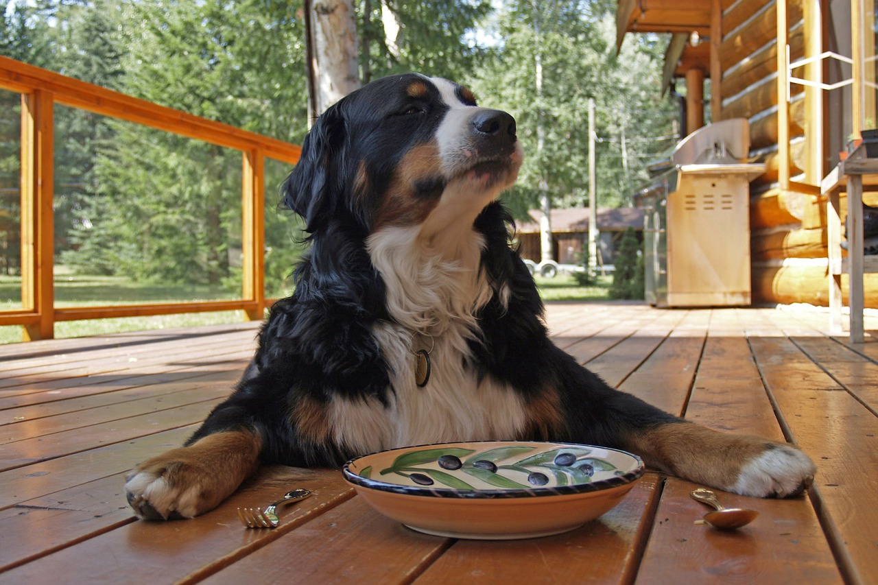 Saber alimentar a nuestra mascota