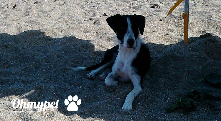 Un día de playa con tu mascota