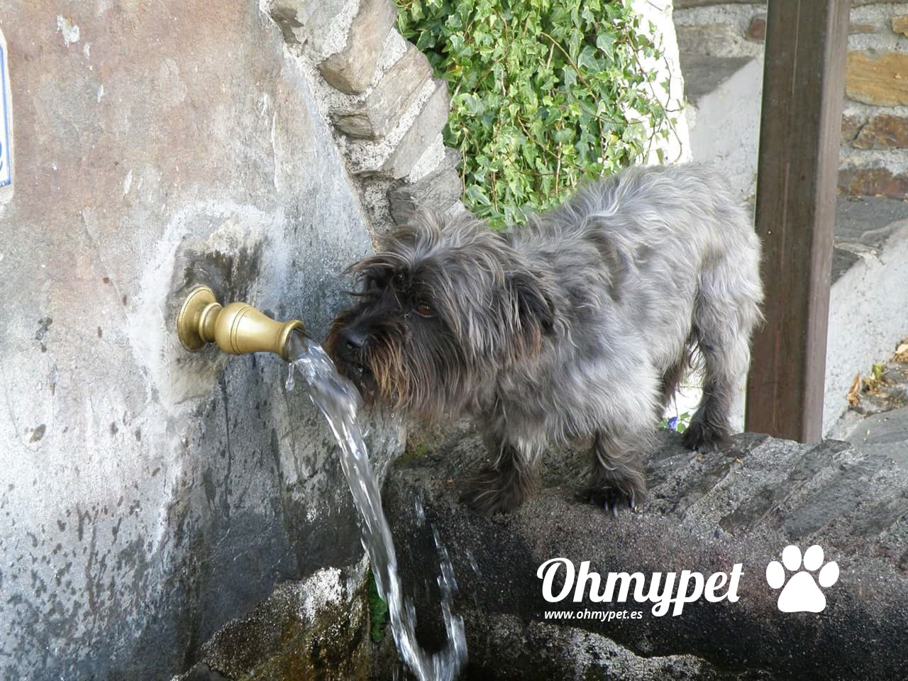 Protege a tu mascota del calor