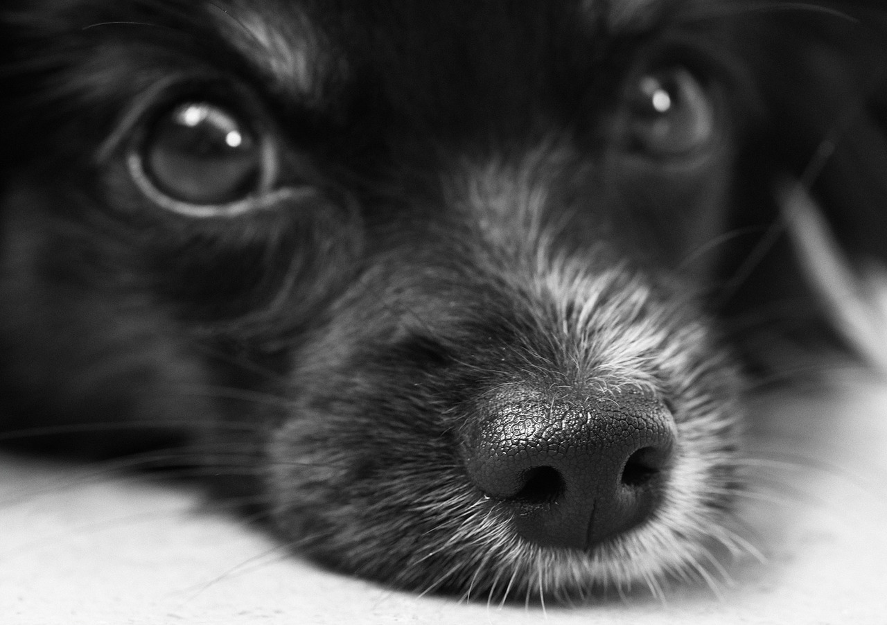 Día Internacional del Perro Callejero