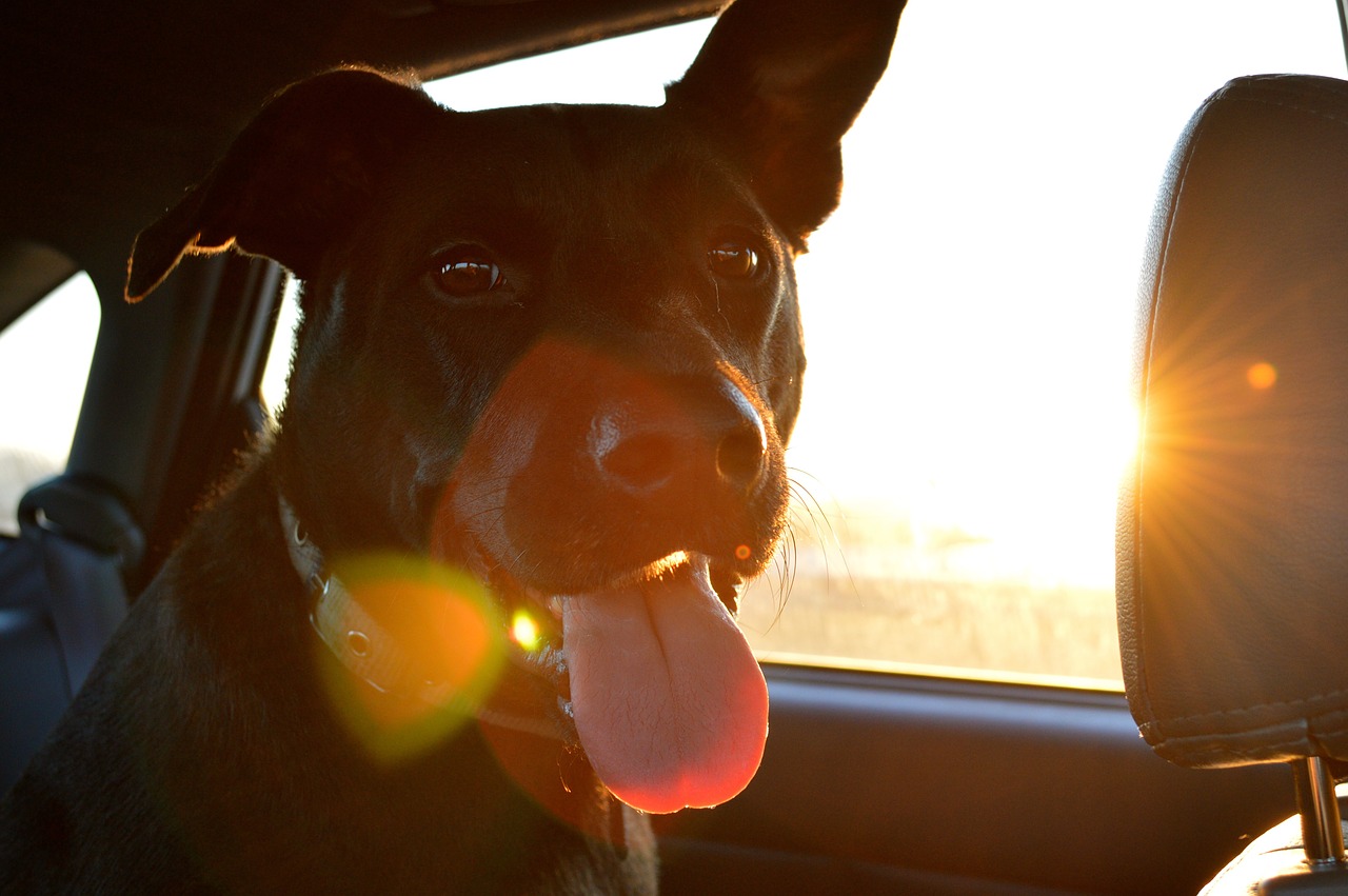 Viajar con mascotas en coche