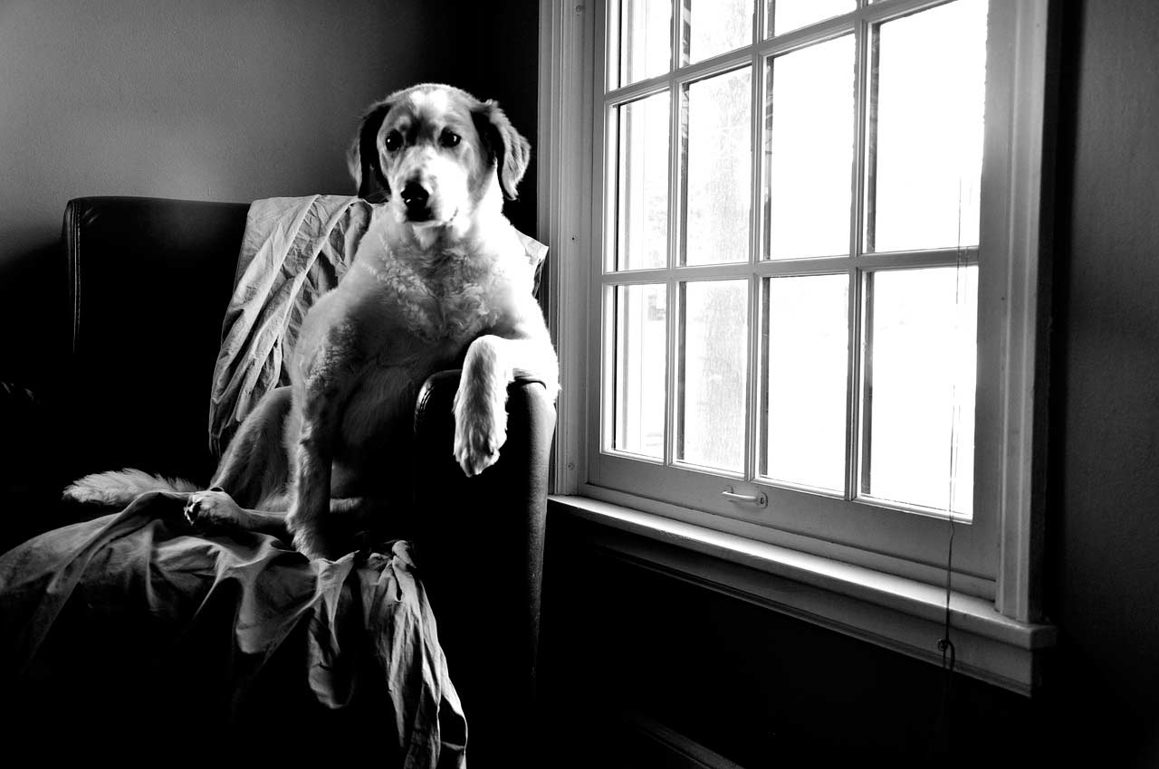 Nuestra mascota sola en casa