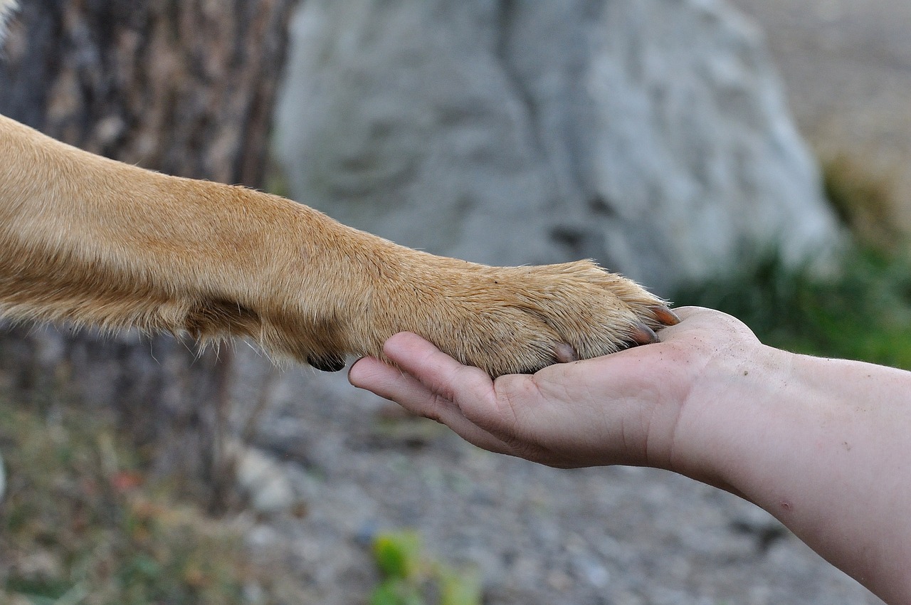 Tener una mascota en casa