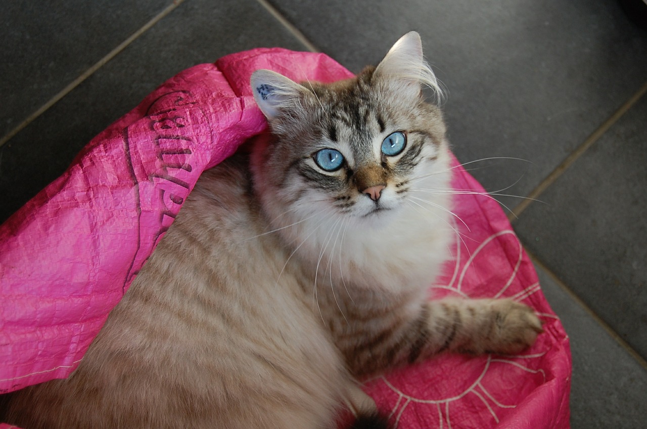 Viajar con gatos