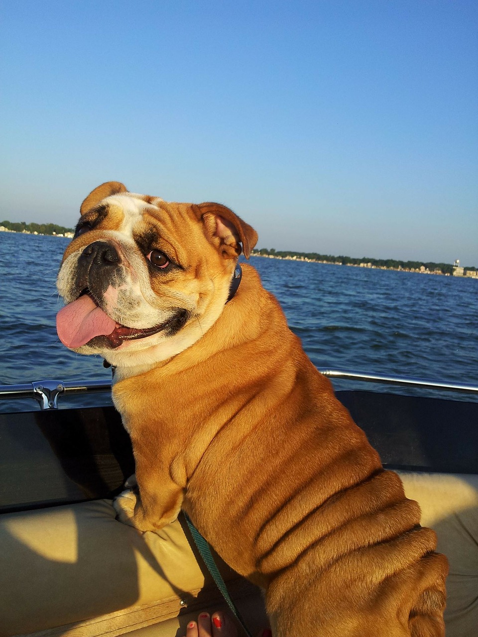 Viajar en barco con tu mascota