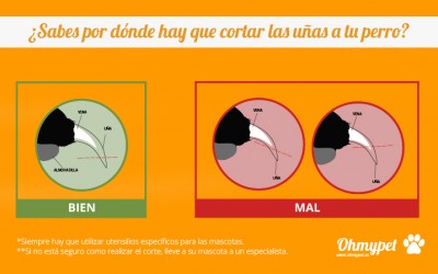 Cómo cortar las uñas a tu perro
