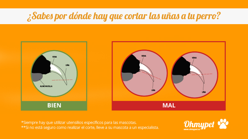 Cómo cortar las uñas a tu perro