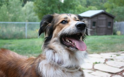 La mejor residencia canina