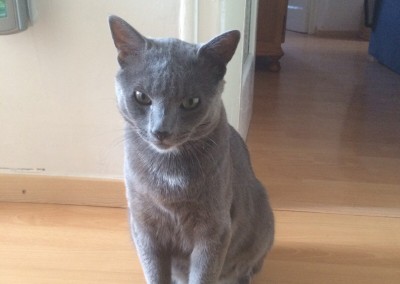 gato