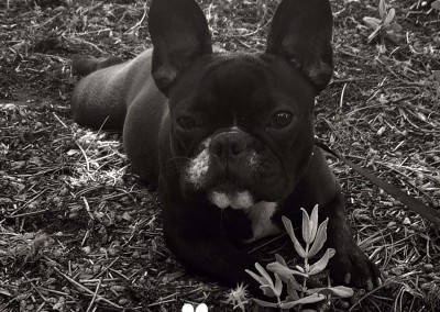 lola