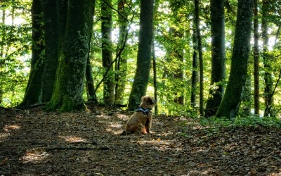 Cómo proteger a tu mascota del otoño
