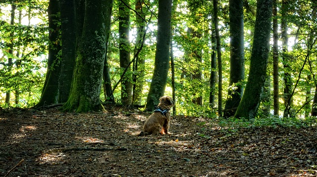 Cómo proteger a tu mascota del otoño