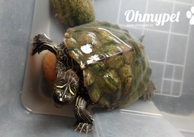 tortu