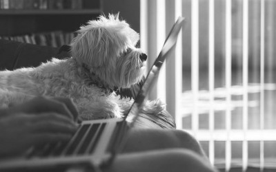 Beneficios de las empresas Dog friendly