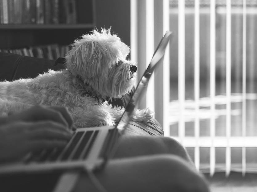 Beneficios de las empresas Dog friendly
